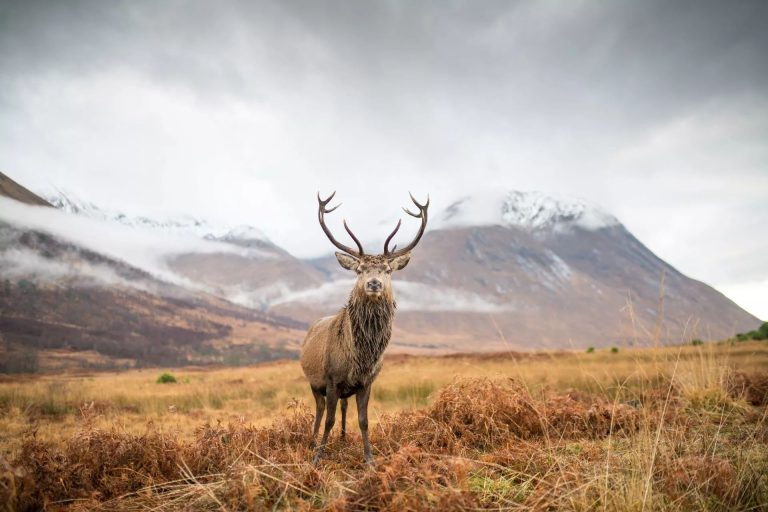 Stag